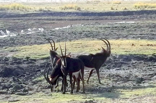 07 Chobe national park (76)