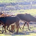 07 Chobe national park (77)