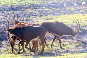 07 Chobe national park (77)