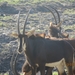 07 Chobe national park (78)