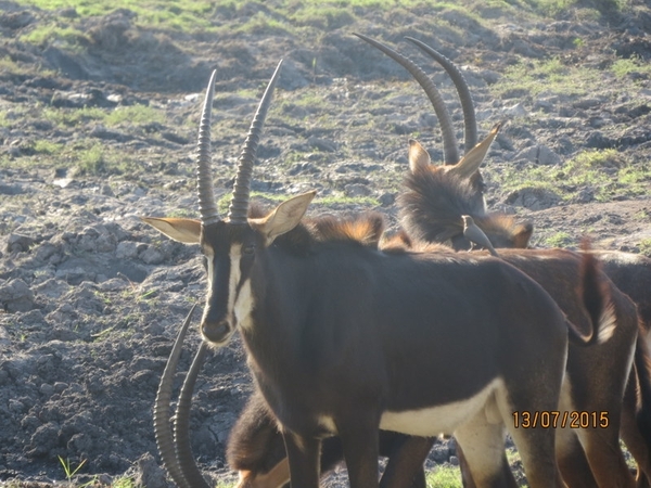 07 Chobe national park (78)