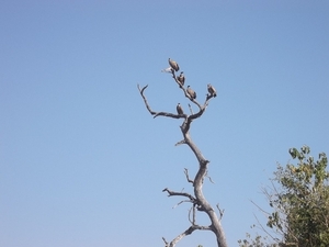 07 Chobe national park (79)