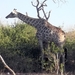 07 Chobe national park (80)