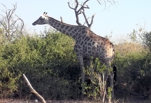 07 Chobe national park (80)