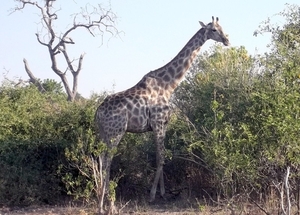 07 Chobe national park (81)