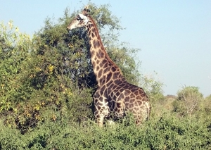 07 Chobe national park (82)