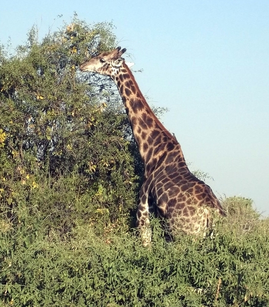 07 Chobe national park (83)