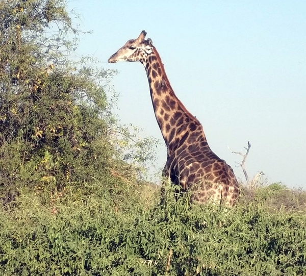 07 Chobe national park (84)