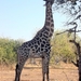 07 Chobe national park (85)