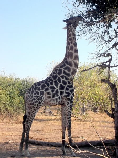 07 Chobe national park (85)