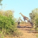 07 Chobe national park (86)