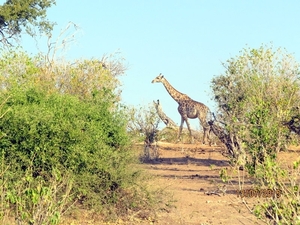07 Chobe national park (86)
