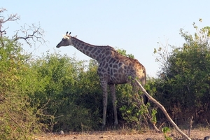 07 Chobe national park (87)