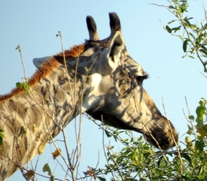 07 Chobe national park (88)