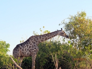 07 Chobe national park (89)