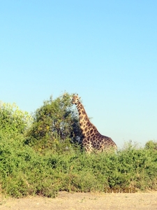 07 Chobe national park (90)