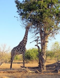 07 Chobe national park (91)