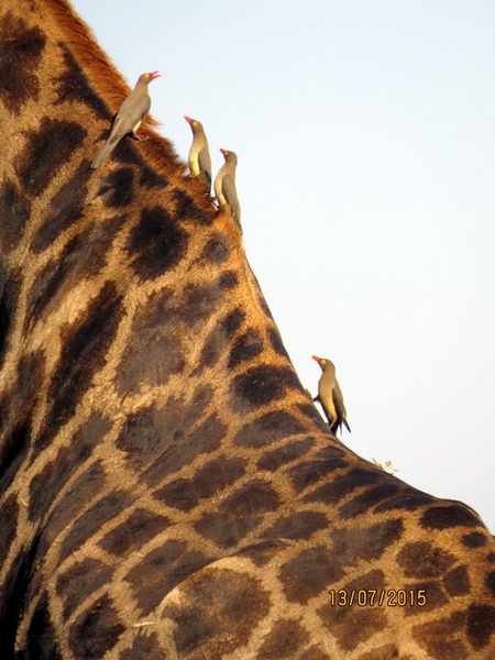 07 Chobe national park (92)