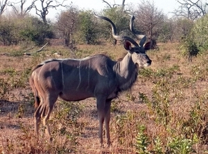 07 Chobe national park (93)