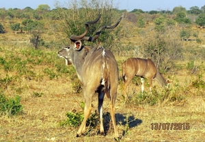 07 Chobe national park (94)