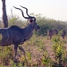 07 Chobe national park (95)