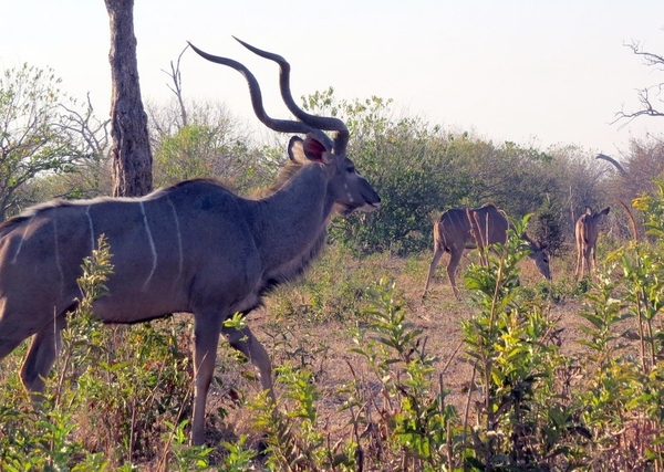 07 Chobe national park (95)