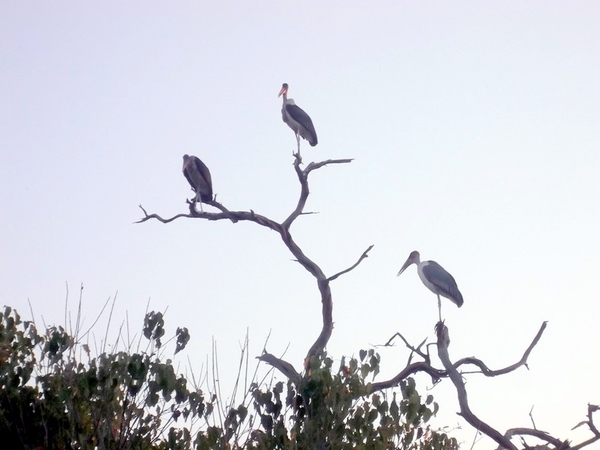 07 Chobe national park (96)