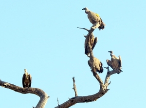 07 Chobe national park (97)