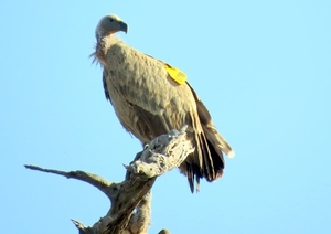 07 Chobe national park (98)