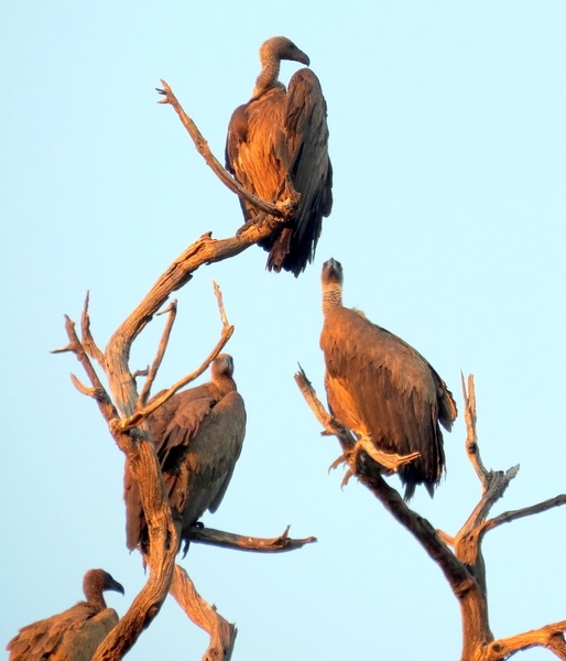 07 Chobe national park (100)