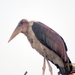 07 Chobe national park (102)