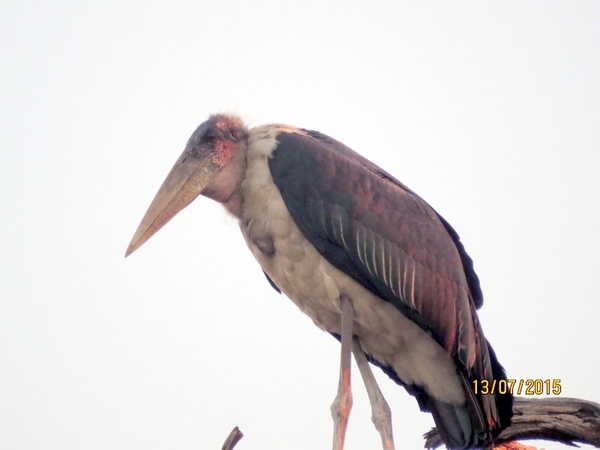 07 Chobe national park (102)