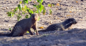 07 Chobe national park (103)