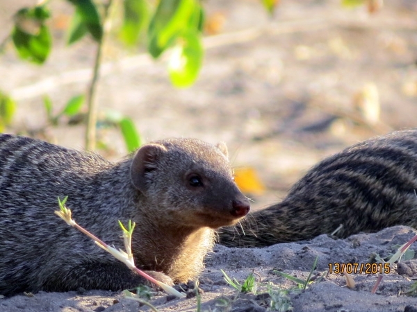 07 Chobe national park (104)