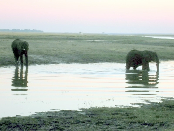 07 Chobe national park (105)