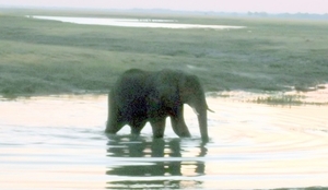 07 Chobe national park (106)