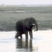 07 Chobe national park (107)