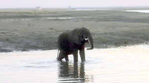 07 Chobe national park (107)