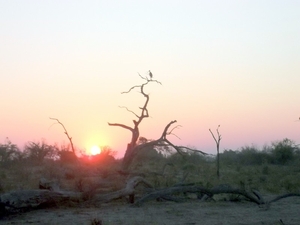 07 Chobe national park (109)