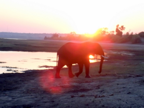 07 Chobe national park (110)