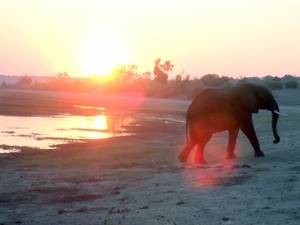 07 Chobe national park (111)