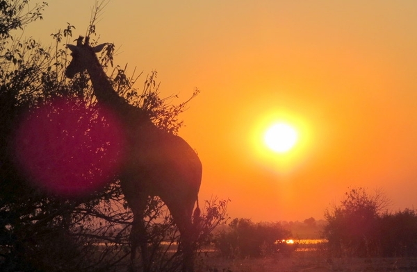 07 Chobe national park (112)