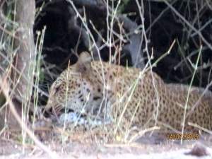 07 Chobe national park (135)