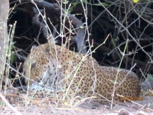 07 Chobe national park (136)