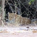 07 Chobe national park (138)