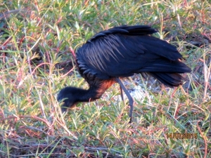 07 Chobe national park (140)