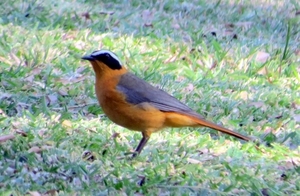 07 Chobe national park (144)