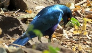 07 Chobe national park (147)