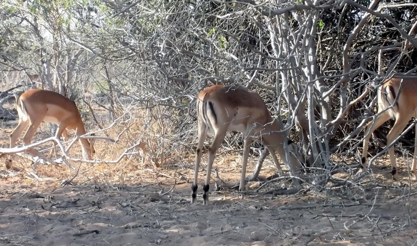 07 Chobe national park (148)