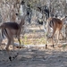 07 Chobe national park (149)